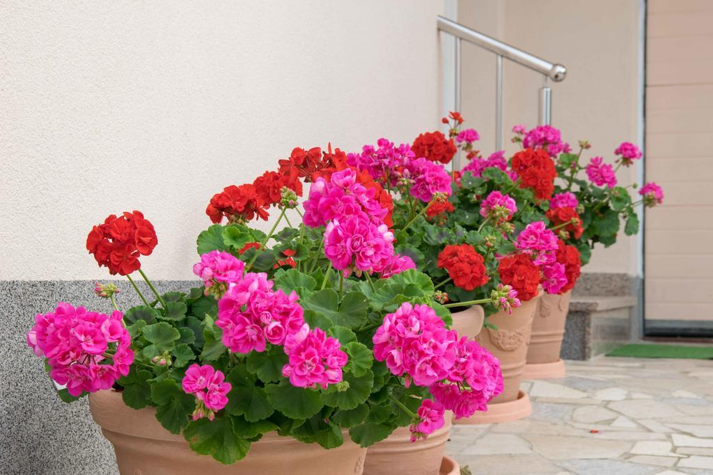 Apartments Hortensia Pula Exterior photo